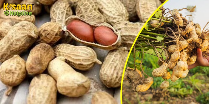 मूंगफली की खेती करने वाले किसान भाइयों के लिए उपयोगी सलाह